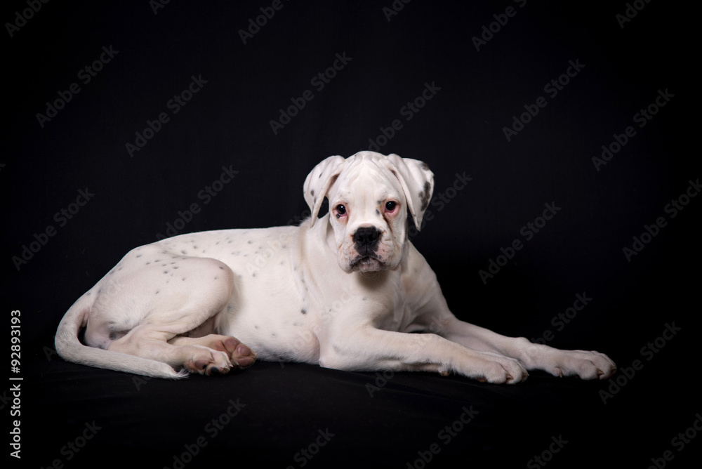 White german boxer puppy 