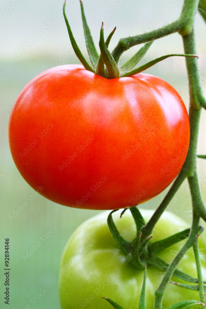 Red ripe tomato on a branch. Agricultural industry.