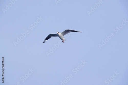 The image of seagull