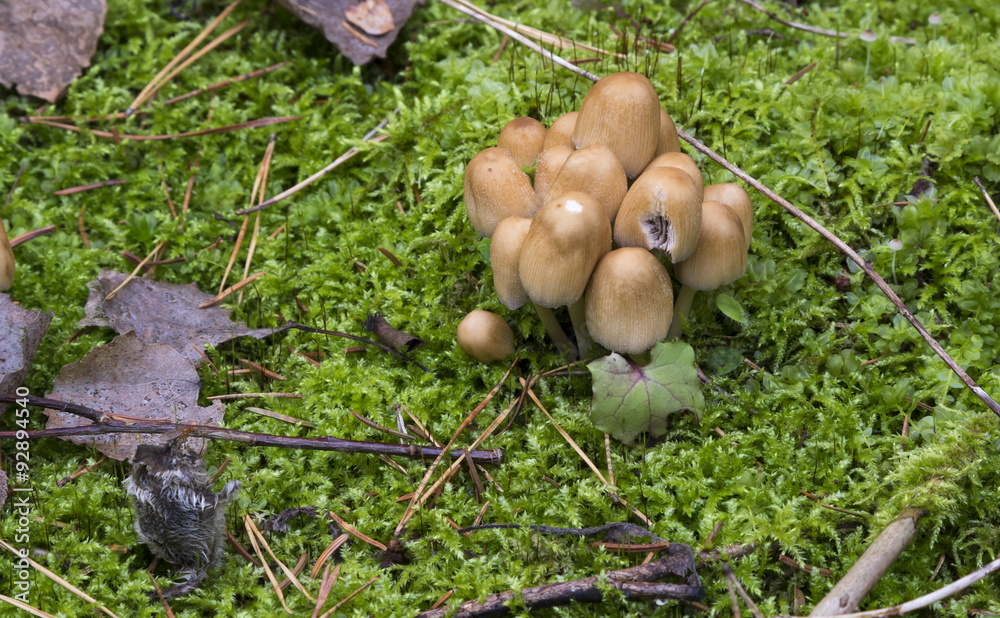 Mushrooms in the wood Mushrooms in the wood