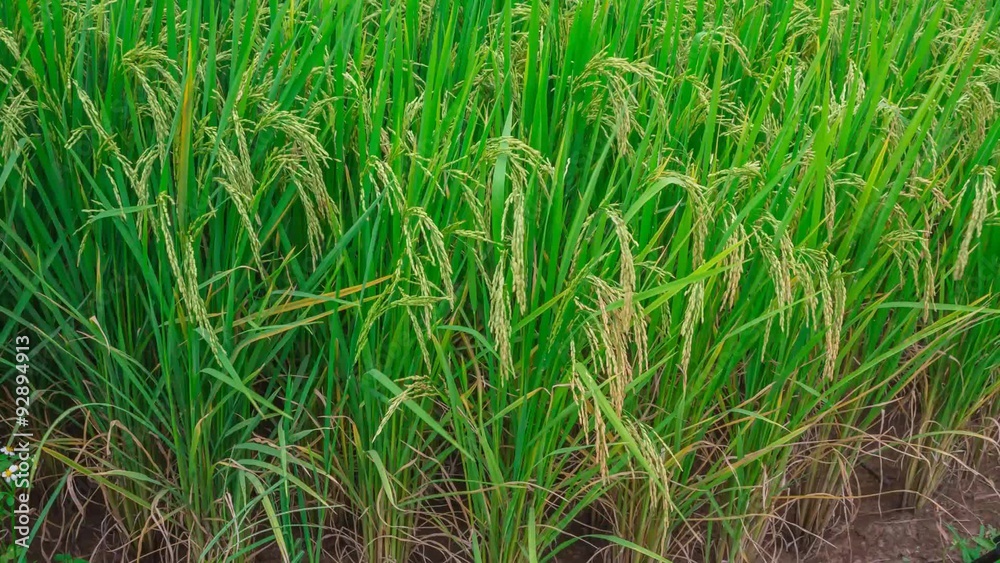 Landscape of rice farm in Thailand Landscape of rice farm in Thailand