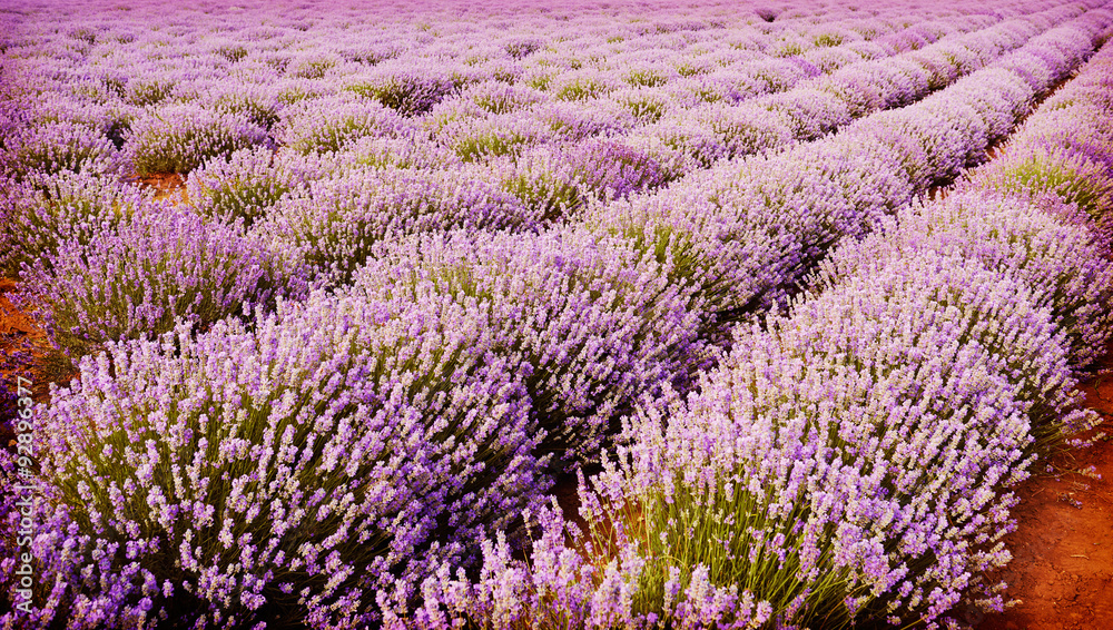 Obraz premium Field of lavender flowers