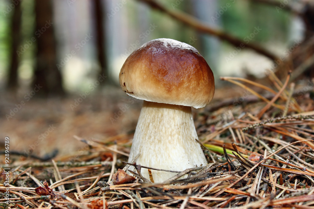 Boletus edulis Boletus edulis