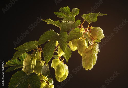 Hop twig on the dark background photo