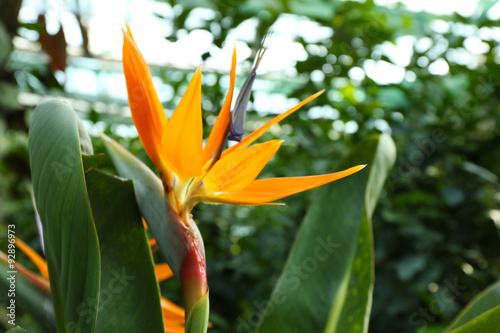 Tropical plant in greenhouse, close-up