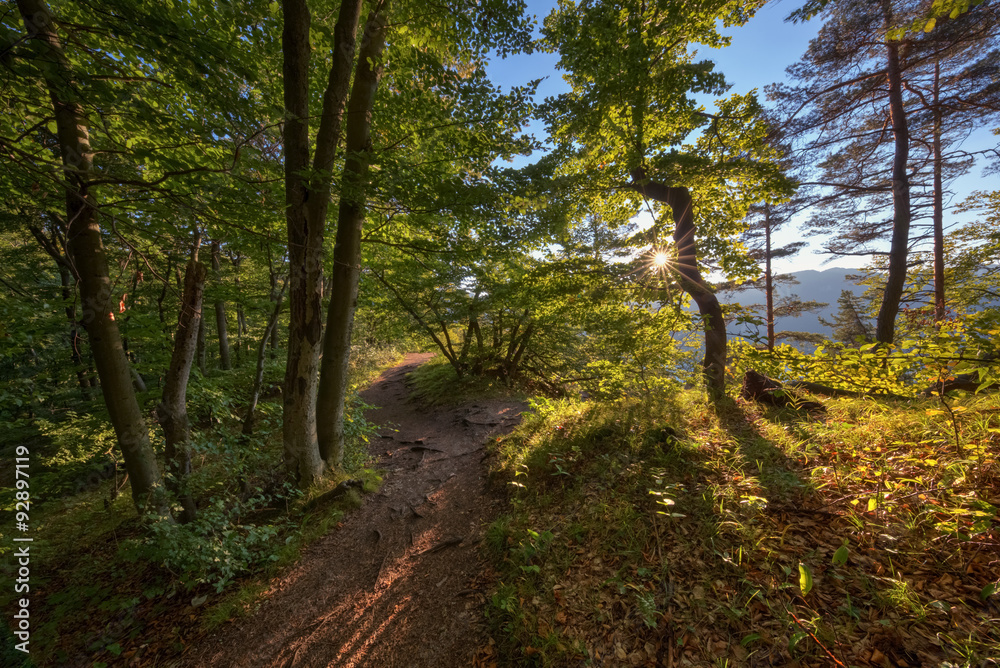 Morning in the forest