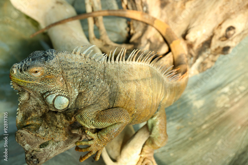 Close-up of green iguana  Iguana iguana 