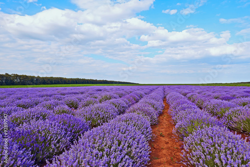 Field of lavender flowers