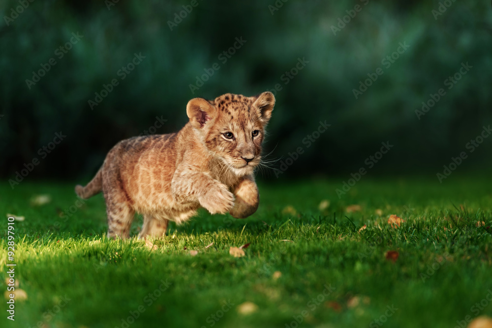 Naklejka premium Young lion cub in the wild
