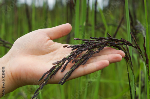 hand of a farmer holding rice berry seed / riceberry from Thailand photo