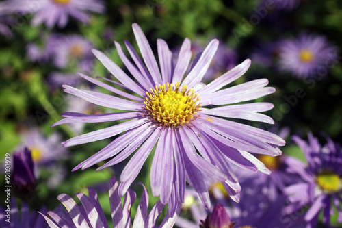 Aster x frikartii   Monch   a common cultivated herbaceous perennial hardy garden flower plant also known as  Michaelmas Daisy due to its late flowering period