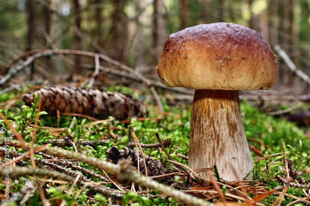 Mushroom boletus Mushroom boletus