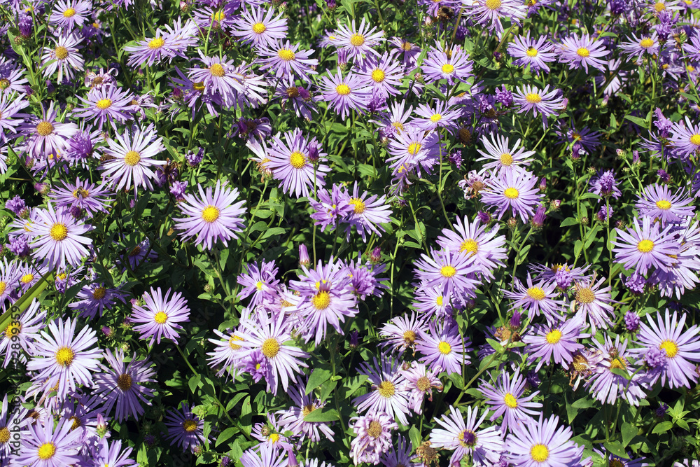 Aster x frikartii, 'Monch' a common cultivated herbaceous perennial hardy garden flower plant also known as Michaelmas Daisy due to its late flowering period Aster x frikartii, 'Monch' a common cultivated herbaceous perennial hardy garden flower plant also known as Michaelmas Daisy due to its late flowering period
