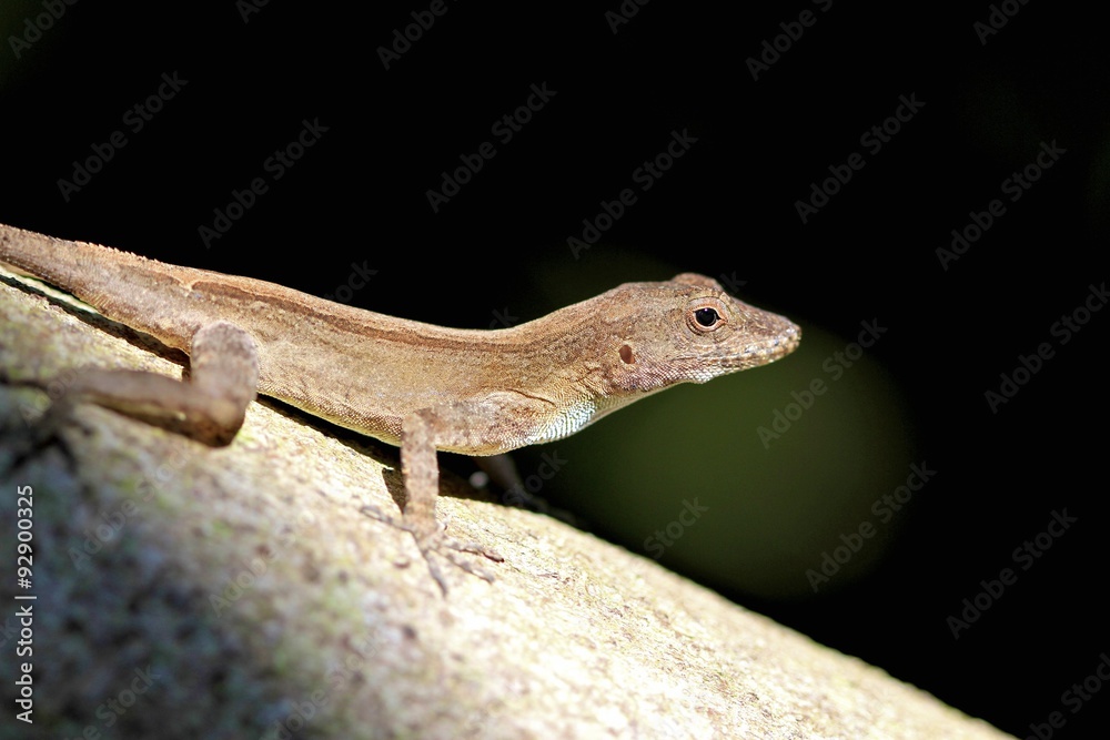 Fototapeta premium lizard standing on a tree