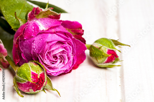 white rose flower on white wooden background. flowers