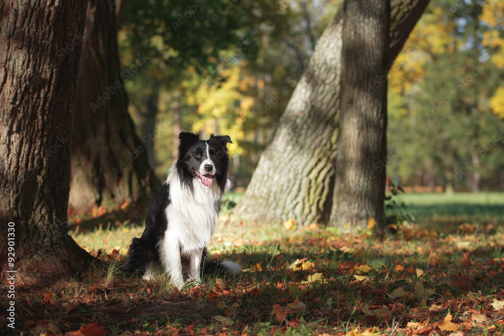 Obraz premium Dog breed Border Collie walking in autumn park