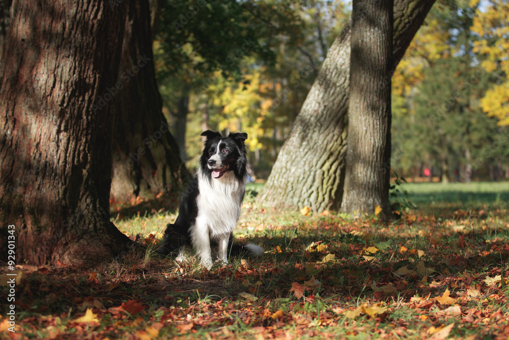 Dog breed Border Collie walking in autumn park