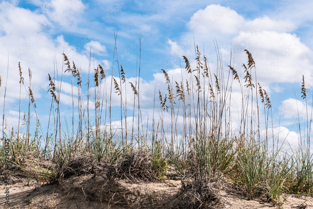 Beach grass and dunes at Sandbridge Beach in Virginia Beach, Virginia. Beach grass and dunes at Sandbridge Beach in Virginia Beach, Virginia.