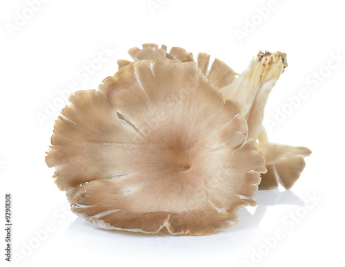 oyster mushroom on white background