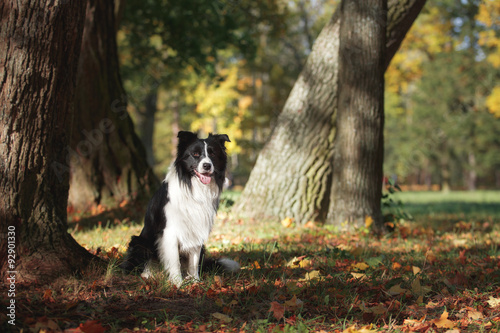 Fényképezés Dog breed Border Collie walking in autumn park