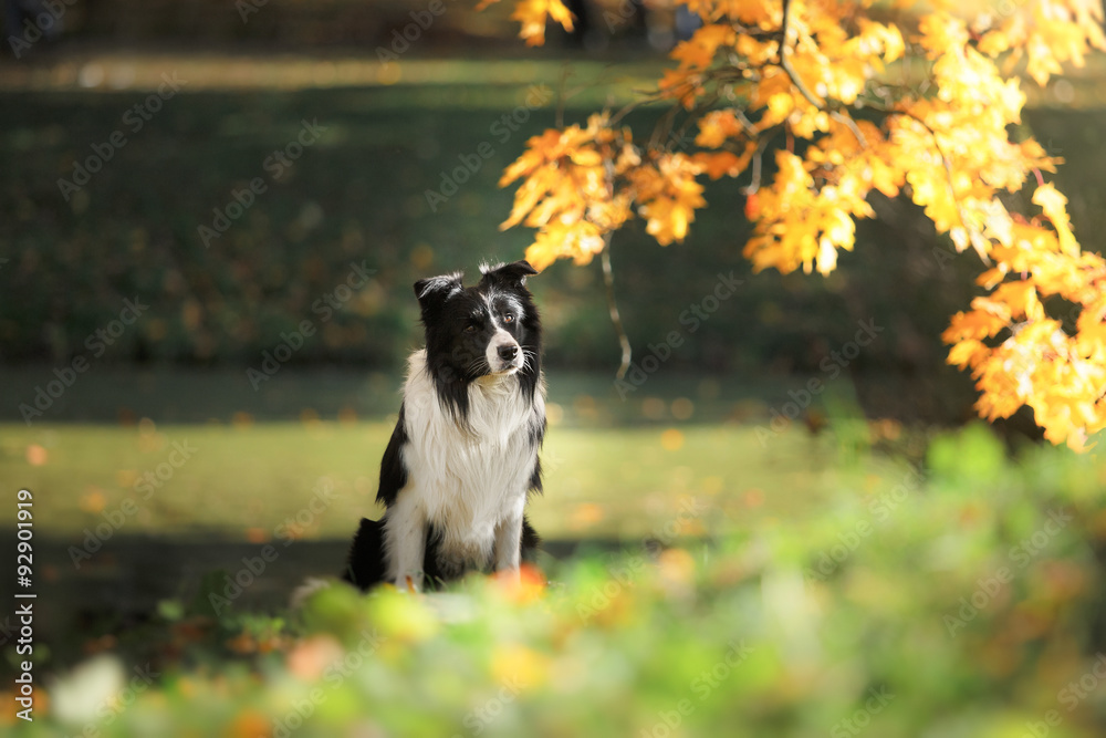 Dog breed Border Collie walking in autumn park Dog breed Border Collie walking in autumn park