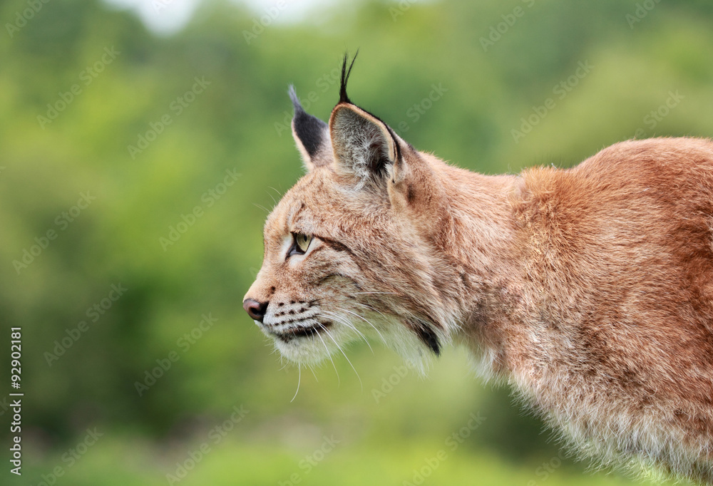 Obraz premium lynx roux