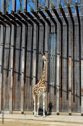 Giraffe au zoo du parc de Lyon photo