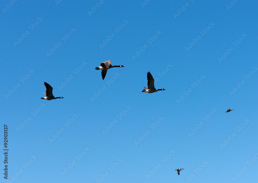Geese With Duck Leading Flight