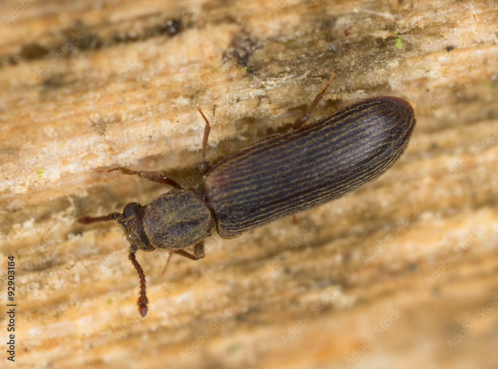 European lyctus beetle, Lyctus linearis on oak wood StockFoto Adobe