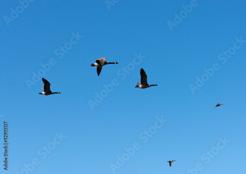 Geese With Duck Leading Flight