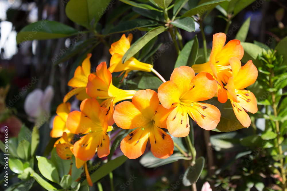 Beautiful orange purple orchids
Beautiful orange purple orchids