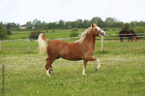 Fotografie welsh pony
