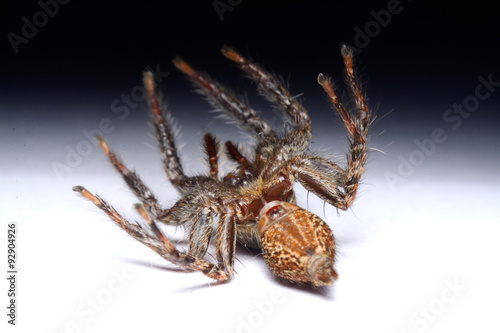 Close-up of a Jumping Spider. photo