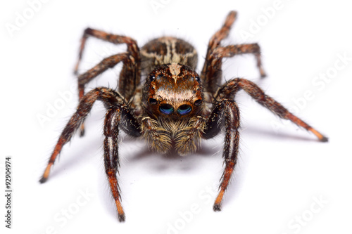 Close-up of a Jumping Spider. © wealthy99