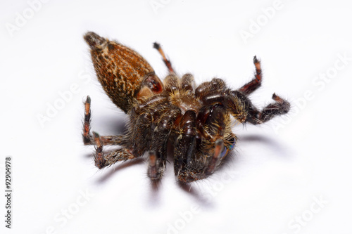 Close-up of a Jumping Spider.