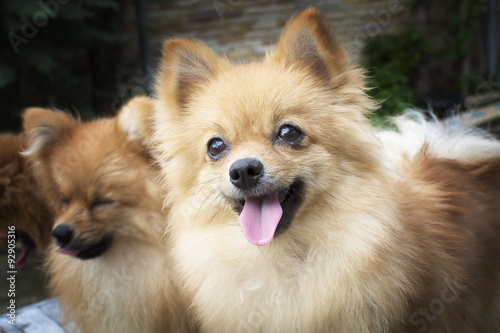 brown Pomeranian dogs © ijasper