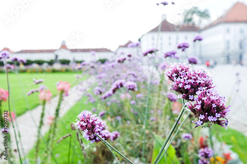 Verbena in the garden photo