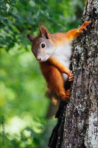 squirrel on a tree, green bokeh background