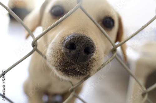 Dog Adopt Shelter Animal Rescue Pet Kennel Adoption Sad Face 