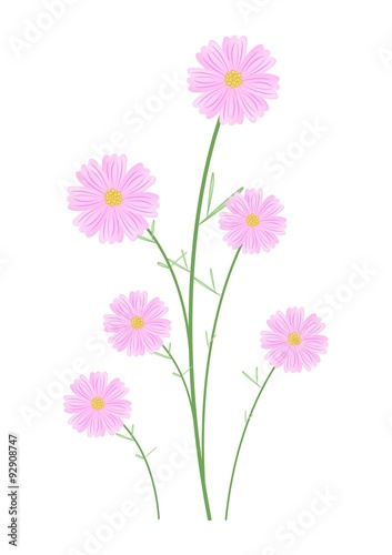 Light Pink Cosmos Flowers on White Background