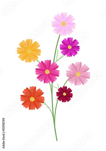 Assorted Cosmos Flowers on A White Background