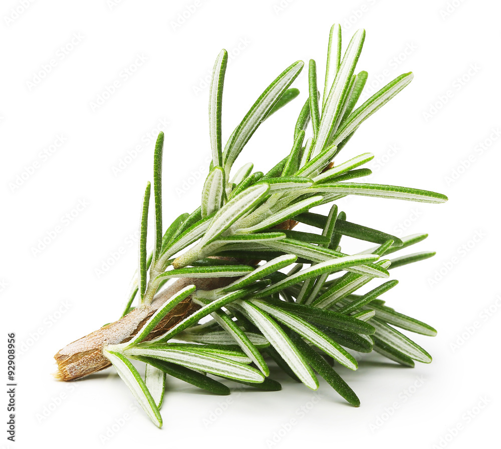 Fototapeta premium Rosemary twig