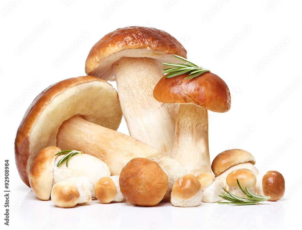 Fototapeta premium Boletus Edulis mushrooms isolated 