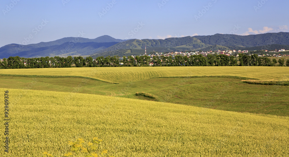 Beautiful agricultural fields and the town of Belokurikha.