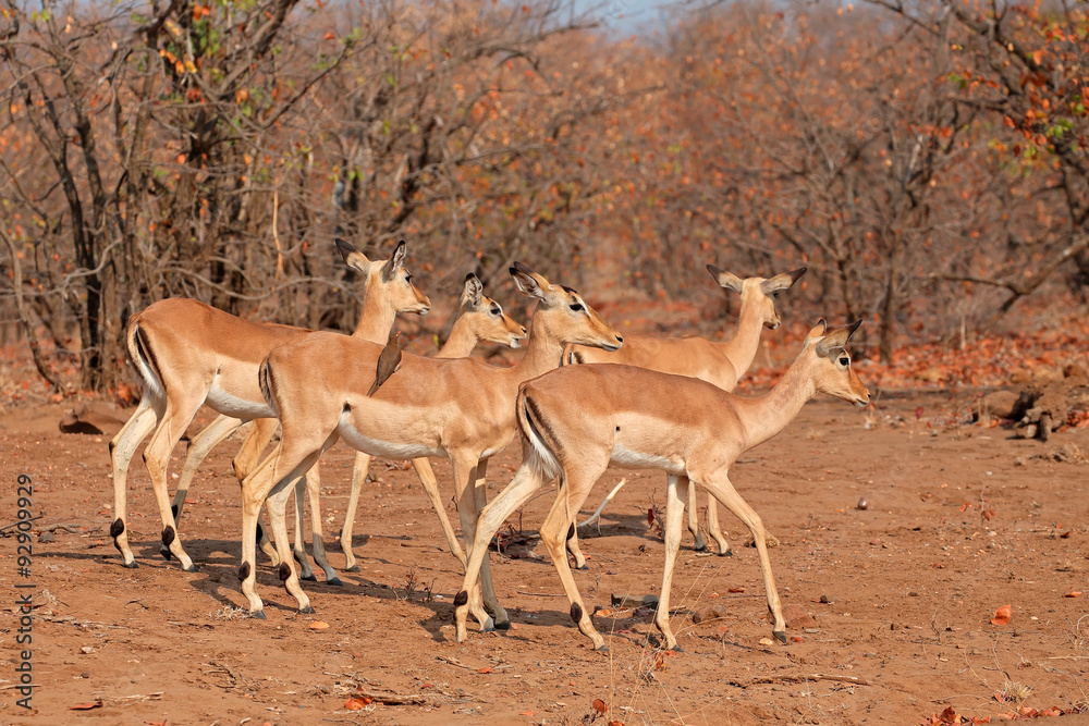 A group of impala antelopes (Aepyceros melampus), Kruger National Park, South Africa. A group of impala antelopes (Aepyceros melampus), Kruger National Park, South Africa.
