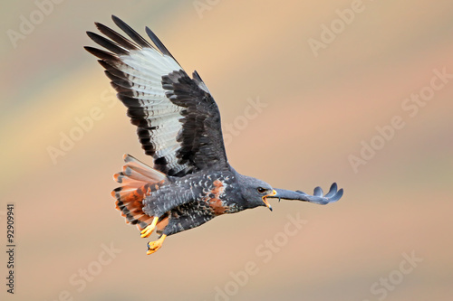 Jackal buzzard (Buteo rufofuscus) in flight with outstretched wings, South Africa. photo