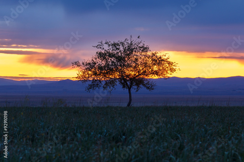 Lonely tree at sunrise in a meadow