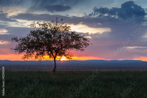 Lonely tree at sunrise in a meadow