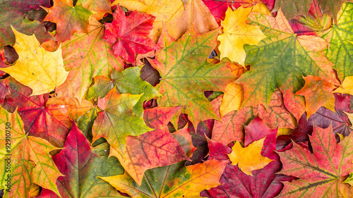 Colorful autumn leaves.