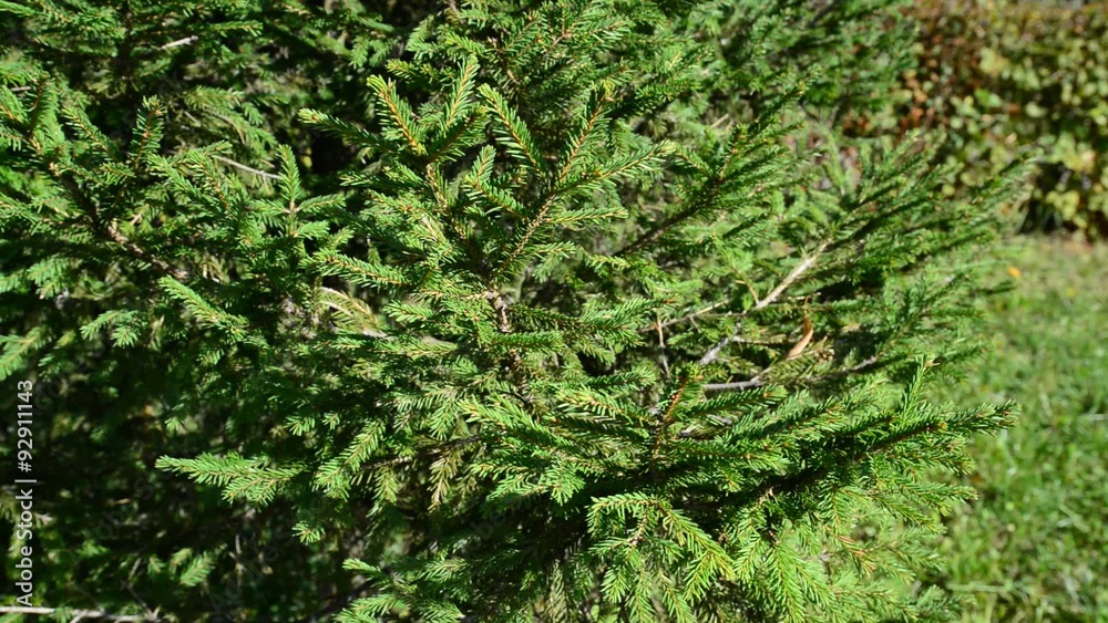 Young spruce twigs in summer park Young spruce twigs in summer park